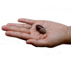 Shiva Lingam Stone – One Inch